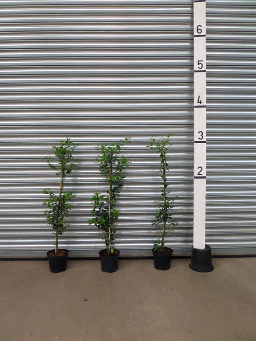 Mathias Nurseries Holly Hedging 3ft 90cm
