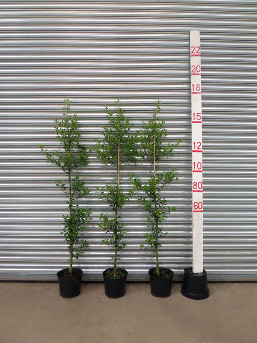 Mathias Nurseries Holly Hedging 5-6ft 150-180cm
