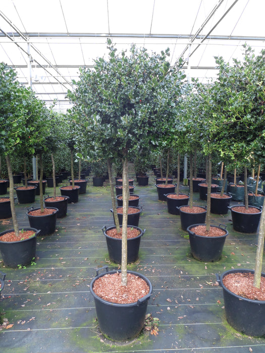 Mathias Nurseries Holly Short Standard Tree. Ilex aquifolium lollipop