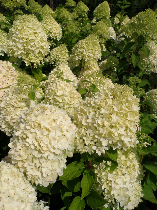 Mathias Nurseries Hydrangea paniculata Limelight
