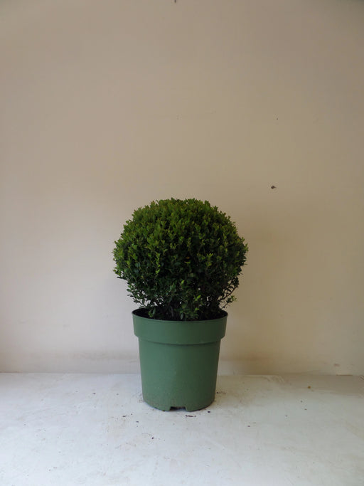 Mathias Nurseries Ilex crenata Topiary Ball 30-35cm