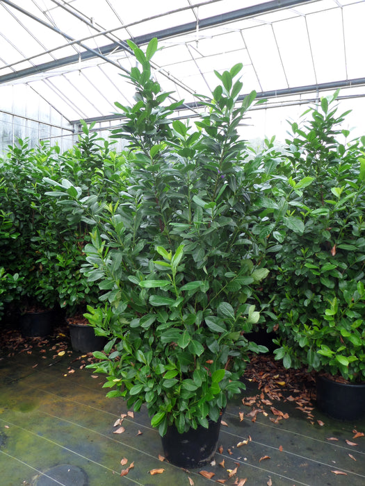 Mathias Nurseries Extra Large Laurel Hedging Prunus laurocerasus
