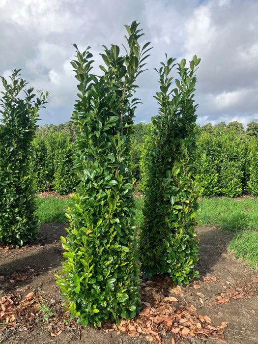 Mathias Nurseries Cherry Laurel Rootballed 8-9ft height 240-270cm