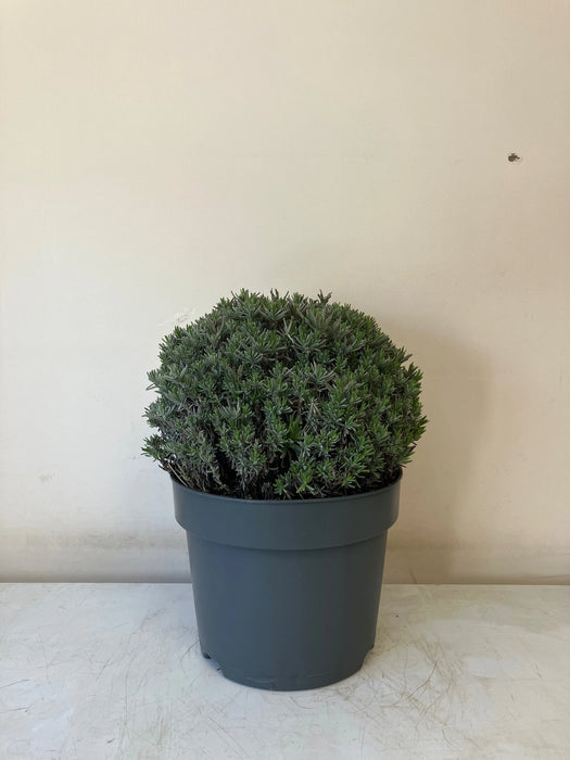 Mathias Nurseries Lavandula angustifolia Hidcote in a 7lt pot