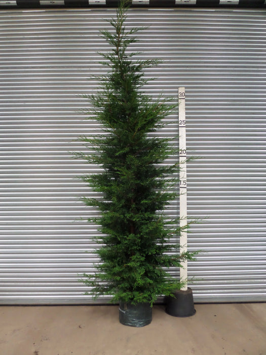 Mathias Nurseries Leylandii 12ft 3.5m