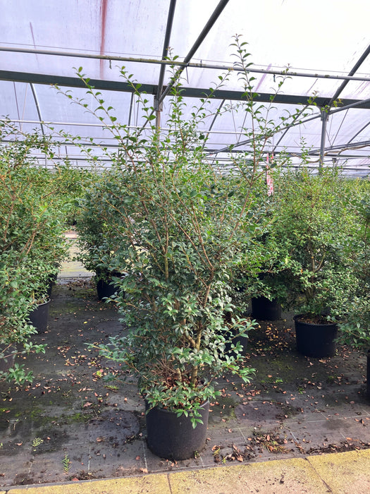 Mathias Nurseries Osmanthus Burkwoodii Hedging Plant in a 20lt pot at 120cm height