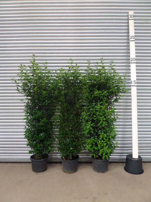 Mathias Nurseries Portuguese Laurel Hedging 6-7ft 180-210cm
