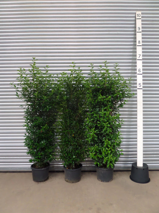 Mathias Nurseries Portuguese Laurel Hedging 6-7ft 180-210cm