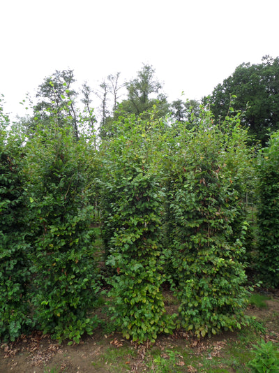 Mathias Nurseries Beech Hedging Rootballed Fagus sylvatica
