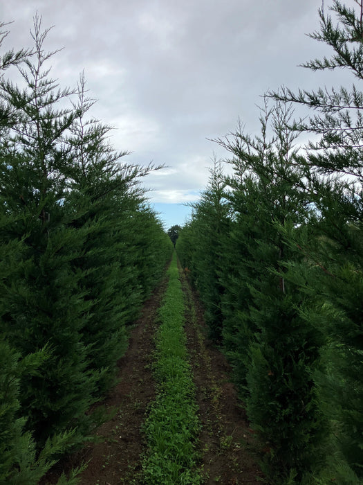 Mathias Nurseries Rootballed Leylandii Cupressocyparis 12ft height