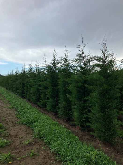 Mathias Nurseries Rootballed Leylandii Cupressocyparis 12ft height