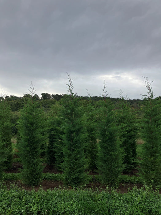 Mathias Nurseries Rootballed Leylandii Cupressocyparis 12ft height