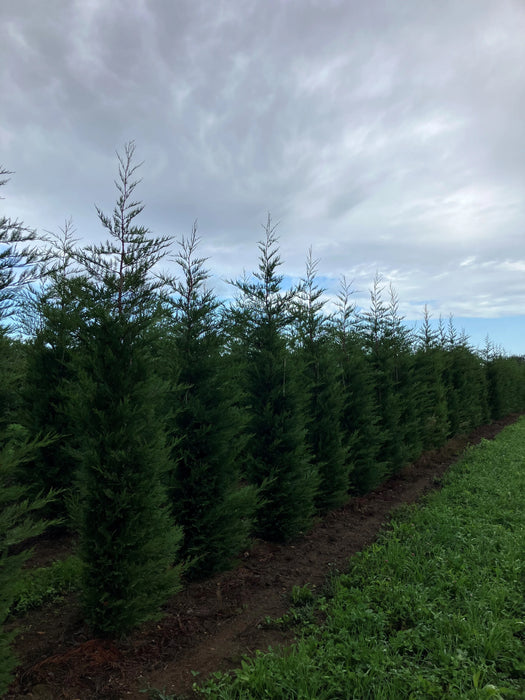 Mathias Nurseries Rootballed Leylandii Cupressocyparis 12ft height