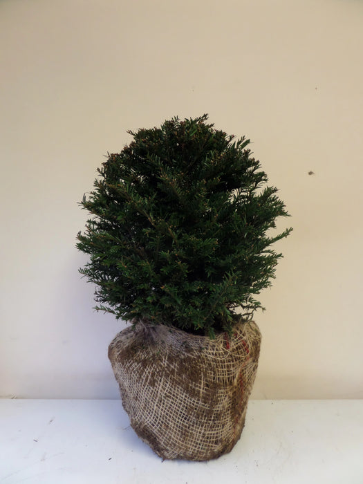 Yew (Taxus baccata) Topiary Ball