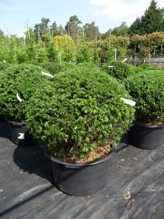 Mathias Nurseries Taxus baccata Yew Topiary Ball 70cm