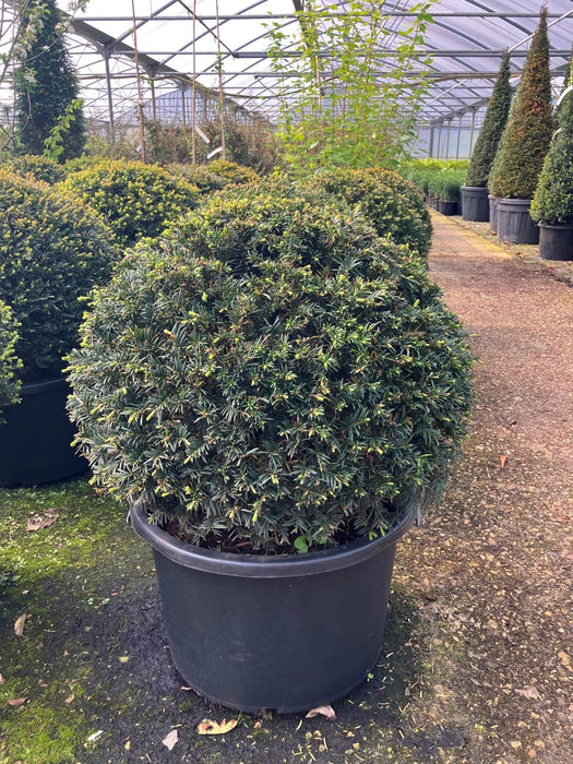 Mathias Nurseries Taxus baccata Yew Ball 60cm