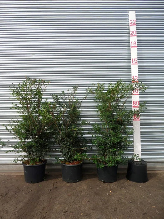 Mathias nurseries Osmanthus 4ft in a 20lt pot