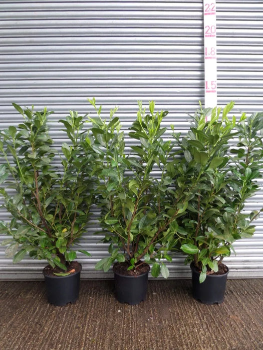 Mathias nurseries laurel hedging 4-5ft in 15lt pot