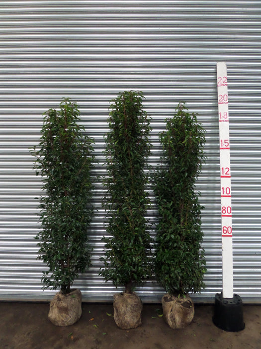 Mathias Nurseries Portuguese Laurel Rootballed Hedging Plants
