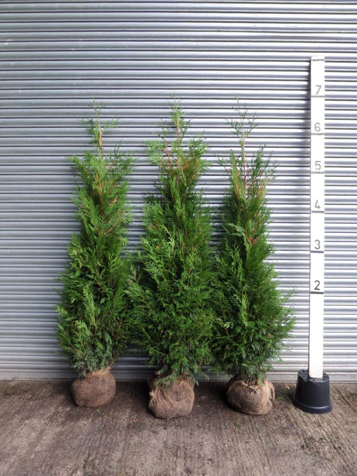 Thuja hedging rootballed 200-225cm