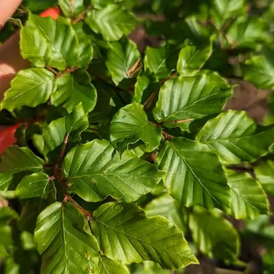 Mathias Nurseries beech hedging