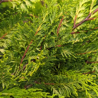 Mathias Nurseries castlewellan hedging
