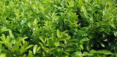 Mathias Nurseries client testimonial - C.H. (Cranleigh)