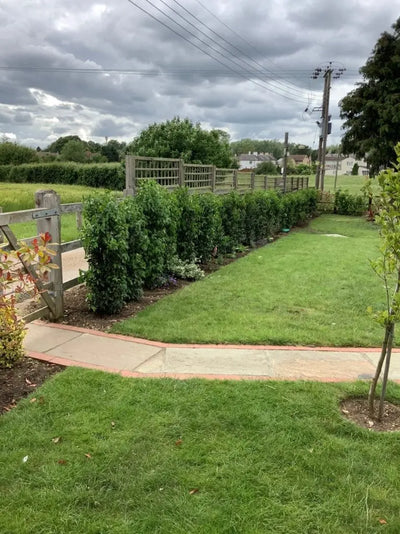 Mathias Nurseries client testimonial - DM (Somersham)