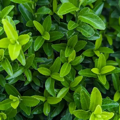 Mathias Nurseries euonymus hedging