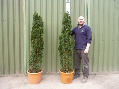 Mathias Nurseries hedges client testimonial - G&S West Midlands