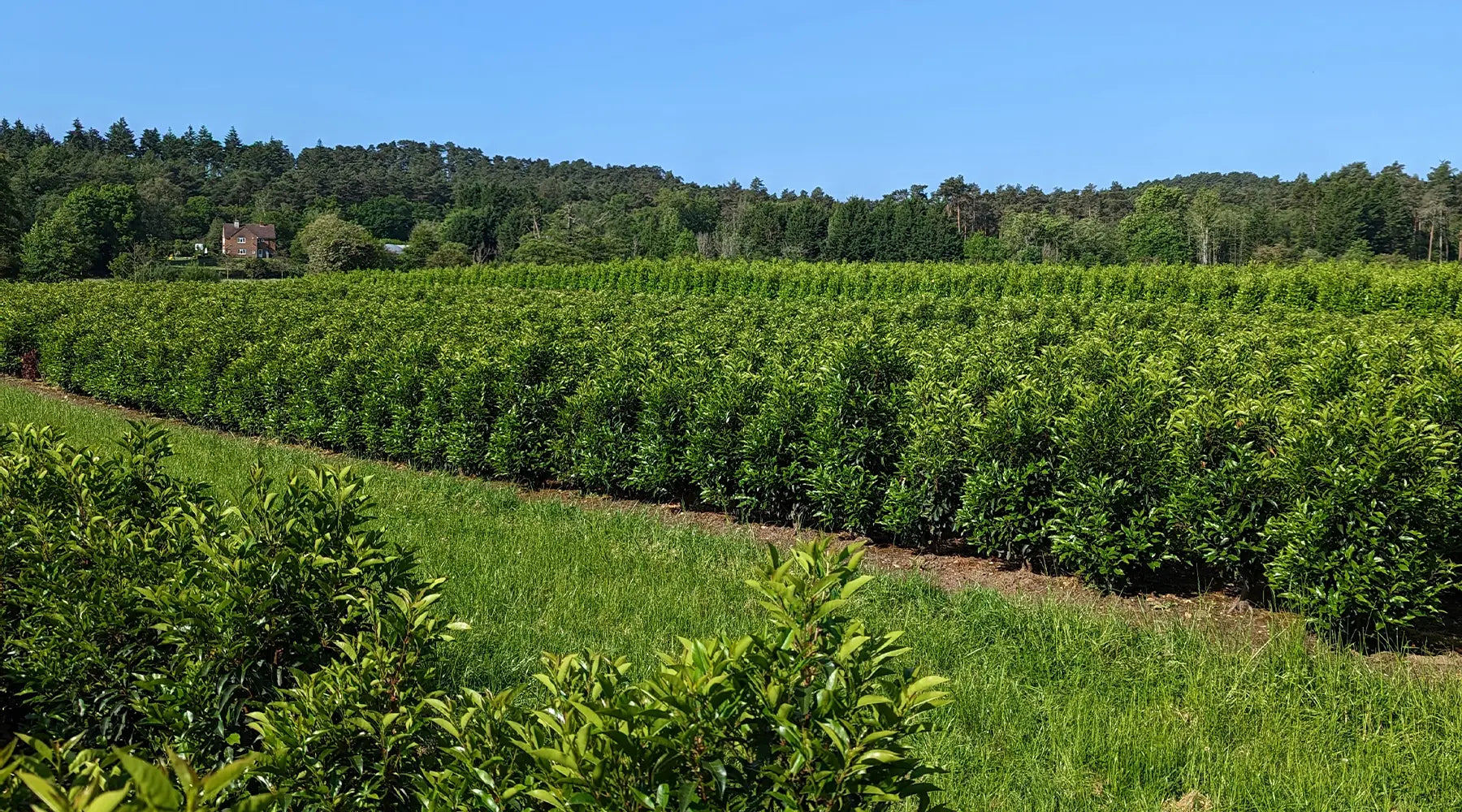 Mathias Nurseries hedges landscape