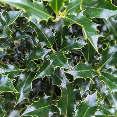 Mathias Nurseries holly hedging