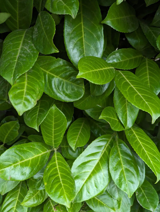 Mathias Nurseries laurel hedging