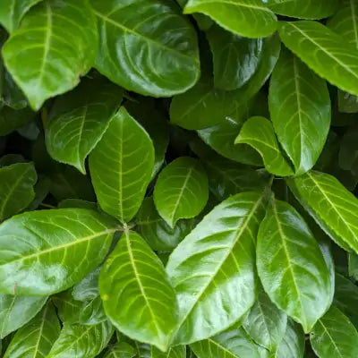 Mathias Nurseries laurel hedging