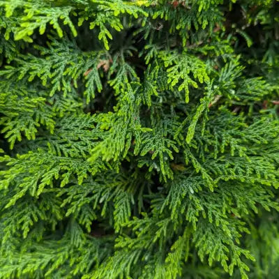 Mathias Nurseries leylandii hedging