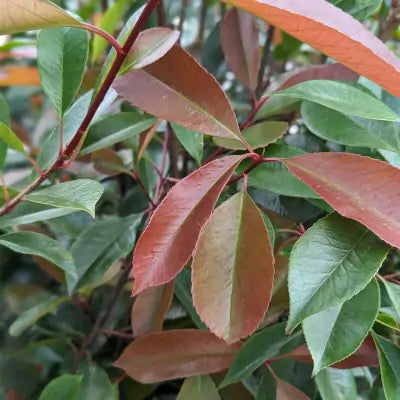 Mathias Nurseries photinia hedging