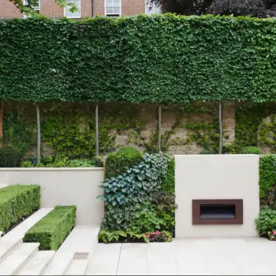 Mathias Nurseries pleached hedging