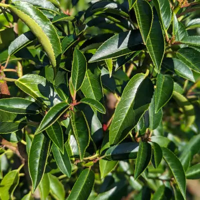 Mathias Nurseries portuguese hedging