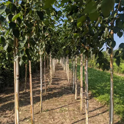 Mathias Nurseries shrubs and trees