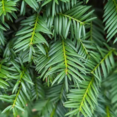 Mathias Nurseries yew hedging