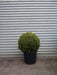 Topiary Box Ball 50cm