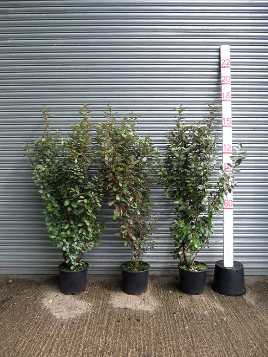 Elaeagnus hedging