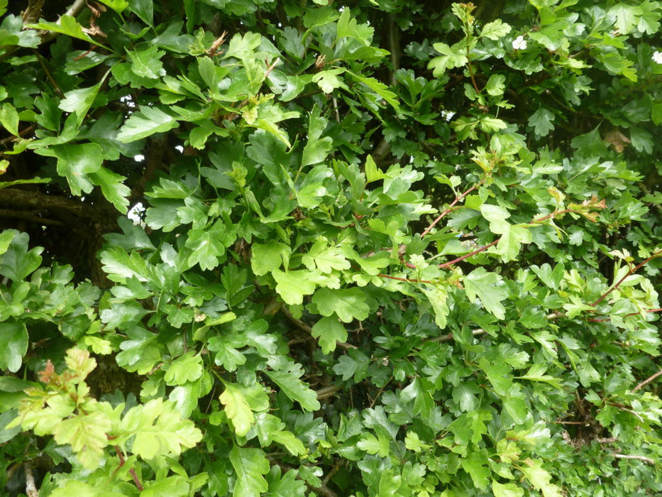 Hawthorn hedge