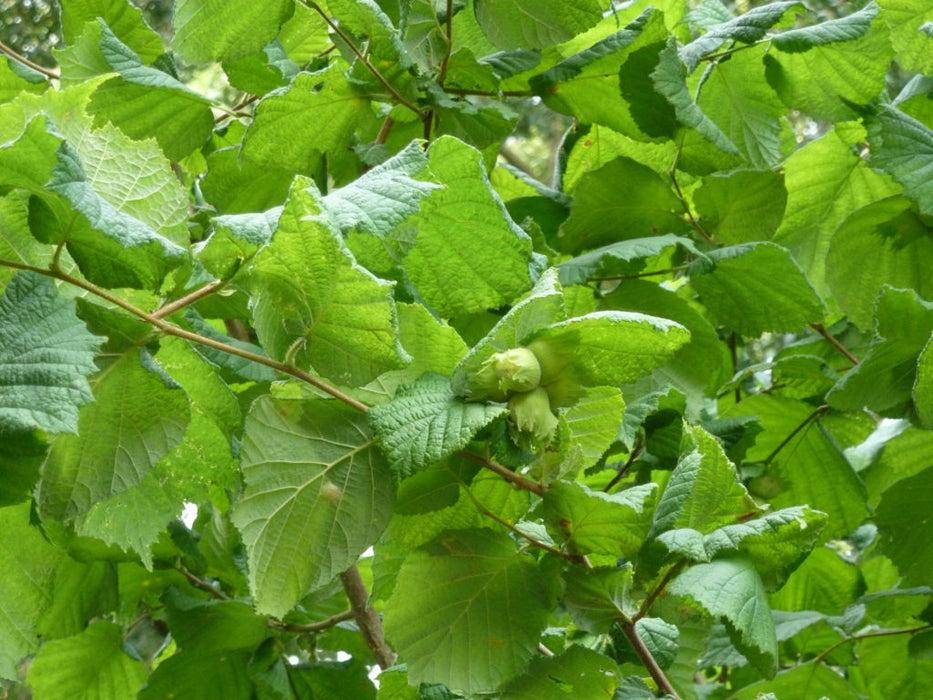 Hazel hedge