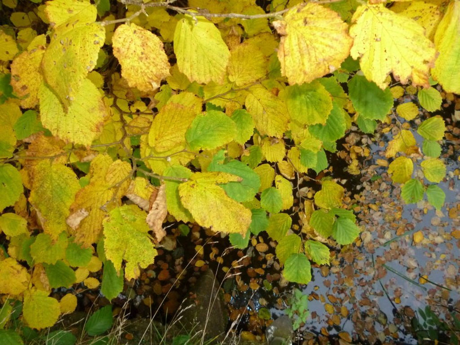 Hazel. Autumn colour