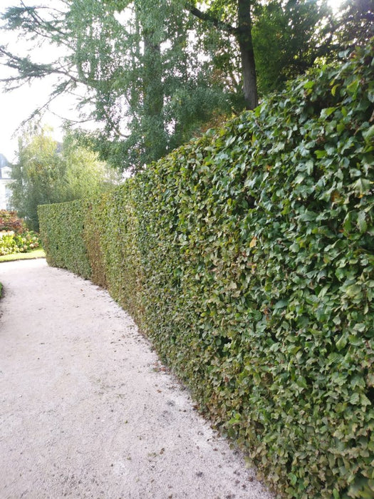 bare root hornbeam