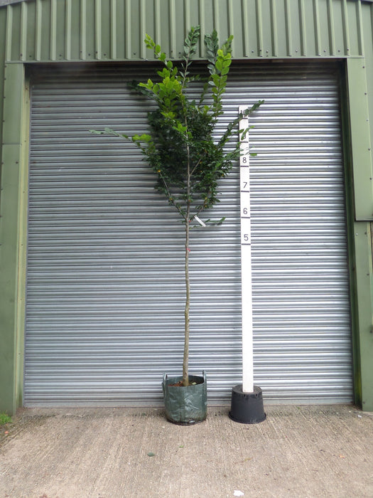 Standard Hornbeam