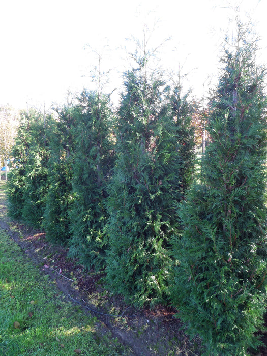 Thuja trees