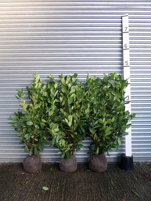 small laurels