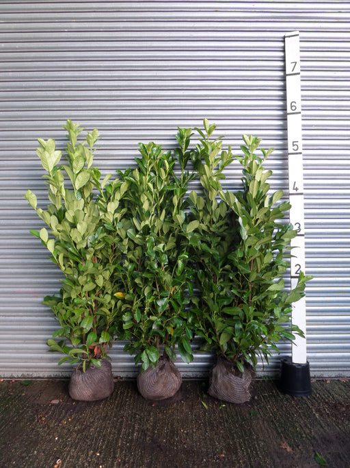 cherry laurel root balls